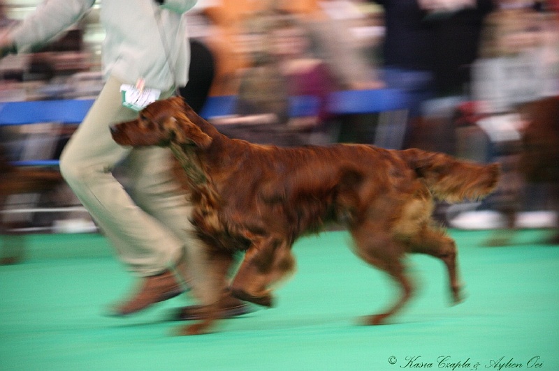 Crufts2011 187.jpg